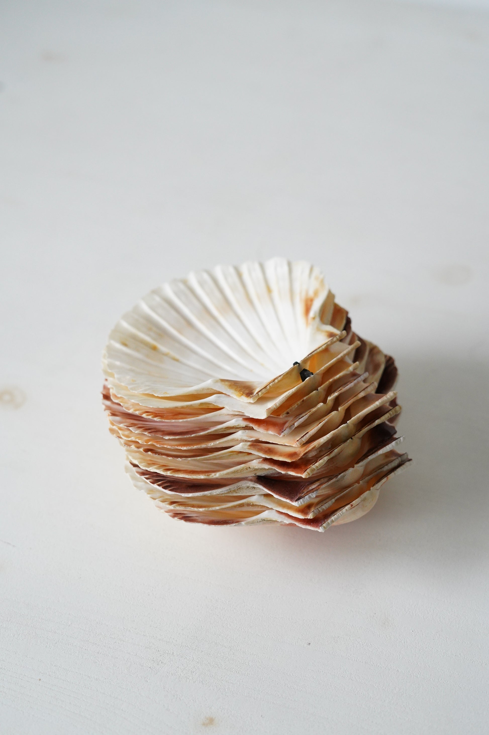 Para naturalnych muszelek