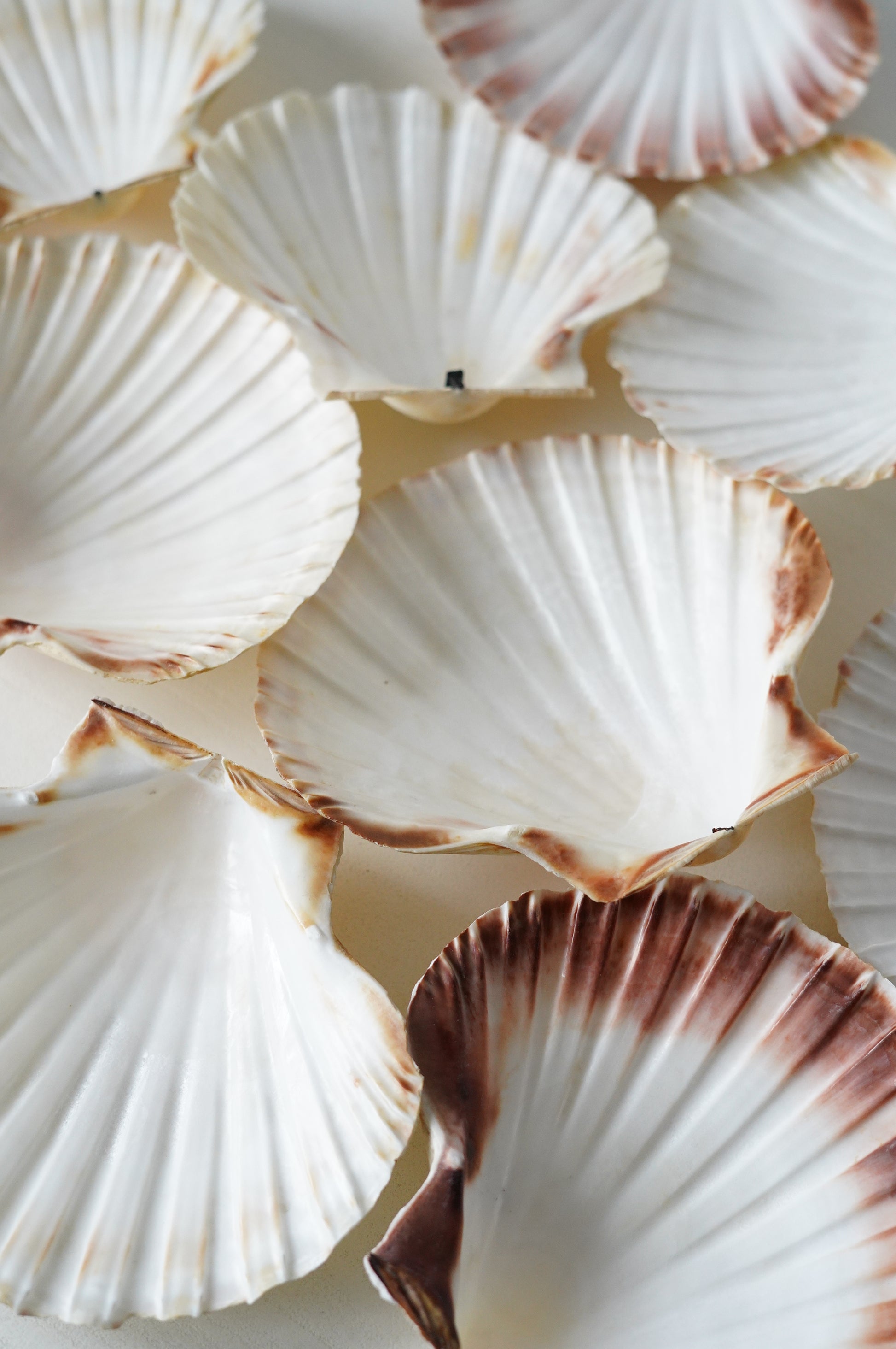 Para naturalnych muszelek