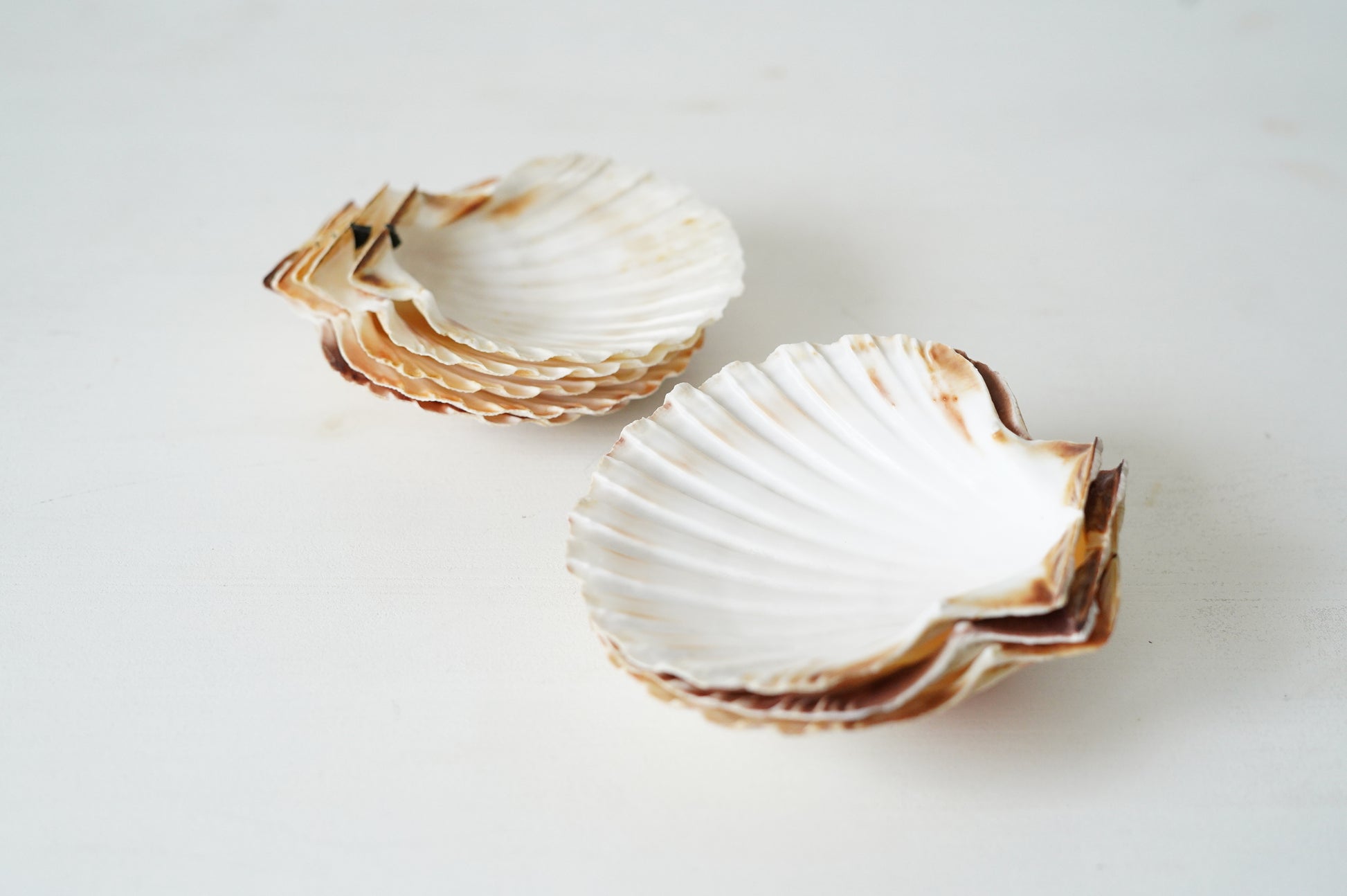 Para naturalnych muszelek